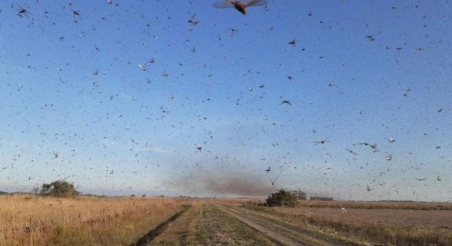 Nuvem de gafanhotos ameaça chegar ao Brasil depois de passar pela Argentina