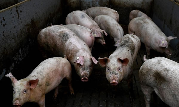 Cientistas chineses identificam novo vírus da gripe em porcos