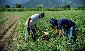 Banco do Nordeste seleciona projetos para territórios do AgroNordeste