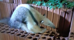 Corpo de Bombeiros resgata tamanduá-mirim no Iguatu