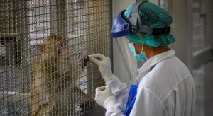 Vacina contra Covid-19 testada em macacos apresenta resultados animadores