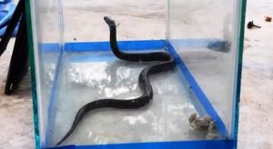 Duas cobras exóticas são apreendidas em caixas enviadas pelos Correios