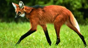 Banco Central vai lançar cédula de R$ 200 no fim de agosto