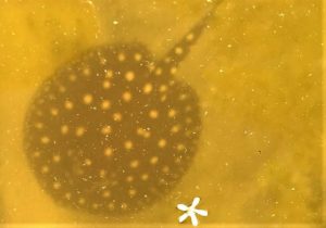 Arraias são resgatadas com traficantes em barreira da PRF em Sobral