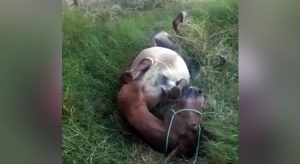Animal maltratado em Nova Olinda se contorce em dores e agressor é preso