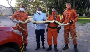 Bombeiros resgatam cobra Python de 3 metros que estava presa no telhado de uma casa
