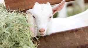 Como transgênicos de cabra no Ceará podem auxiliar no combate ao câncer e outras doenças