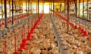 Avicultura do Ceará produz 6 mil toneladas de carne de frango por semana