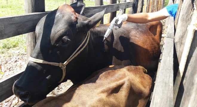 Imunização chega a 81,15% e Ceará caminha para se tornar zona livre da febre aftosa