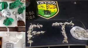 Mais sete presos e drogas apreendidas em Juazeiro, Crato e Brejo Santo