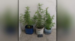 Polícia Militar apreende pés de maconha em jarros na cidade de Russas