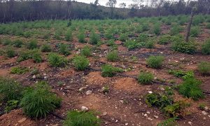 PM descobre plantio de maconha irrigado no Cariri