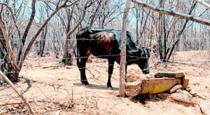 Ceará tem 23 cidades com “alta vulnerabilidade” climática