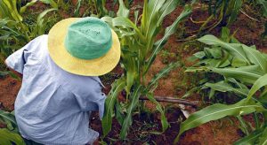 Atividade no Nordeste cai 7,97% no trimestre até maio, diz boletim do BC