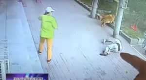 Gato cai de prédio, atinge idoso e briga com seu cão