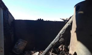 Propriedade é invadida e animais são mortos a pauladas no Piuí