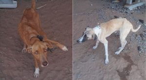 Polícia coíbe maus-tratos a animais em Milagres presos sem água e alimentação