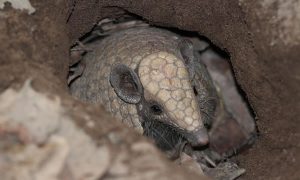 Fauna e flora com risco de extinção no Ceará serão catalogadas por pesquisadores