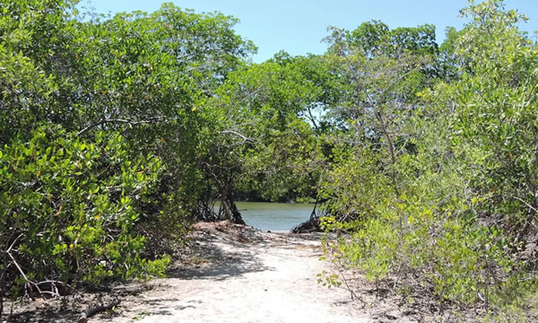 Ceará lidera ranking de desmatamento de áreas de restinga