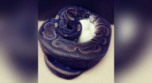 Cobra píton de 62 anos bota ovos mesmo sem ter contato com machos há mais de 15 anos