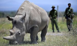 Planeta perde quase 70% da fauna selvagem desde 1970, estima ONG