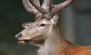 Caçador atira em cervo e é morto pelo mesmo animal com chifrada no dia seguinte