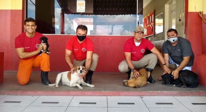 Filhote de cadela é resgatado por Bombeiros entre muros de casas em Iguatu