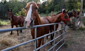 150 cavalos são achados com olhos arrancados, orelhas e pênis mutilados