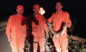 Jacaré é resgatado de uma casa por Bombeiros em Ipueiras