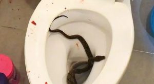 Jovem é mordido por cobra píton no pênis enquanto fazia suas necessidades