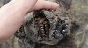 Corpo de urso que viveu há 22.000 anos é encontrado intacto na Rússia