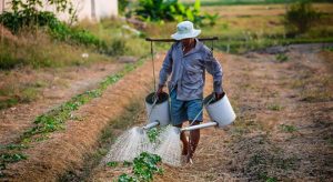 IFCE prorroga chamada para aquisição de alimentos da agricultura familiar