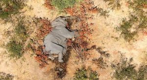 Em Botsuana, centenas de elefantes morreram por causa de bactéria na água