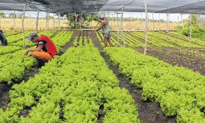Ceará é o Estado do Nordeste a receber mais recursos do Programa de Aquisição de Alimentos