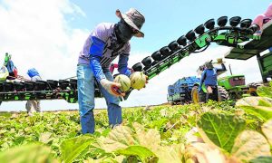 Com efeitos da pandemia, exportações do agronegócio caem no Ceará