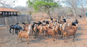Embrapa investiga morte de ovinos e caprinos no interior do Ceará