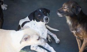 Lei estadual torna obrigatória a prestação de socorro a animais atropelados em vias do Ceará