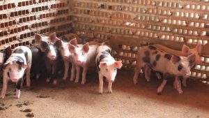 Peste suína no Piauí