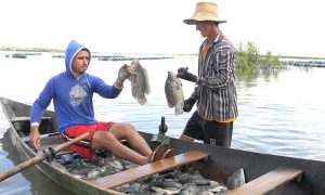 Projeto vai destinar 5,2 milhões alevinos a reservatórios cearenses