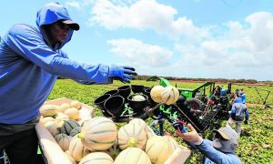 Agricultura cearense deve crescer 20% e chegar a R$ 3,5 bilhões em vendas