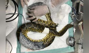 Animais queimados no Pantanal recebem curativos de pele de tilápia do Ceará