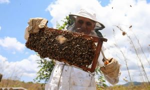Boas chuvas contribuem para crescimento na produção de mel de abelha em 20%, no Ceará