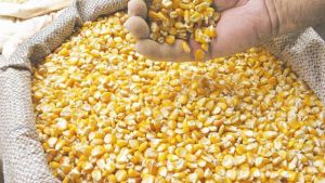 Safra agrícola do Ceará cresce 8,3% e atinge R$ 2,91 bilhões em 2019