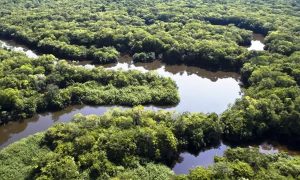 Mudança climática pode transformar em savana 40% da Amazônia, indica estudo