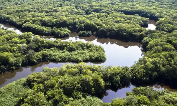 Mudança climática pode transformar em savana 40% da Amazônia, indica estudo