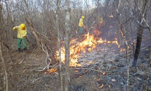 Desmobilização das brigadas de incêndios determinada pelo Ibama atinge duas equipes no Ceará