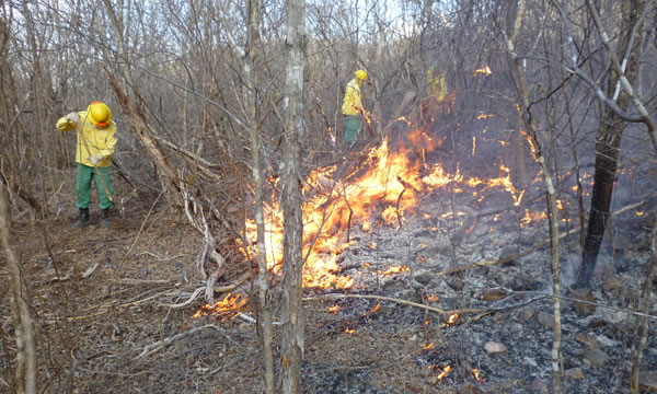 Desmobilização das brigadas de incêndios determinada pelo Ibama atinge duas equipes no Ceará