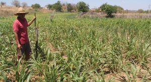 Programa pioneiro de irrigação assegura produção da agricultura familiar no Ceará