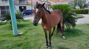 Cavalo é agredido por carroceiro e abandonado amarrado em praça com ferimentos pelo corpo, em Iguatu
