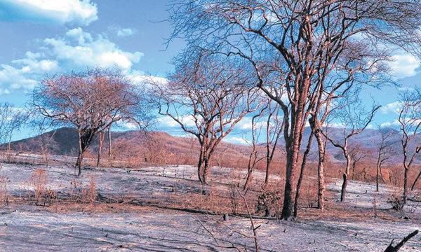 Apenas cinco pessoas são indiciadas por queimadas no CE este ano